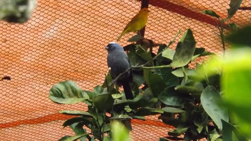 Sanha&ccedil;o-frade (Stephanophorus diadematus) e can&aacute;rio-da-terra (Sicalis flaveola)