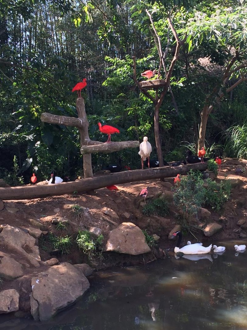 Recinto das aves guar&aacute;s (Eudocimus ruber) no Jardim Zool&oacute;gico GramadoZoo