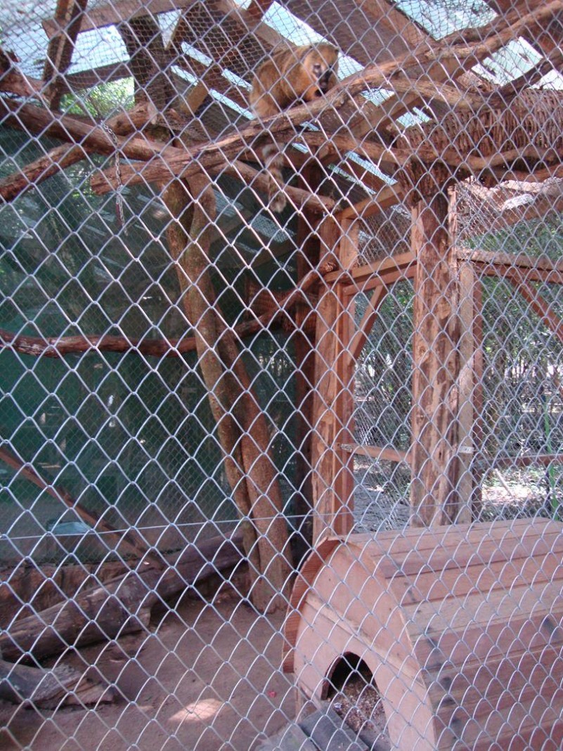 Recinto dos quatis (Nasua nasua) no Zool&oacute;gico Municipal de Canoas