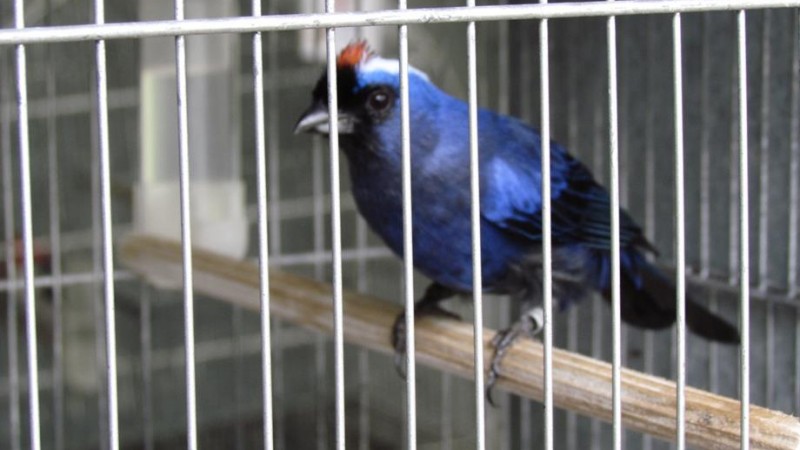 Sanha&ccedil;o-frade (Stephanophorus diadematus)