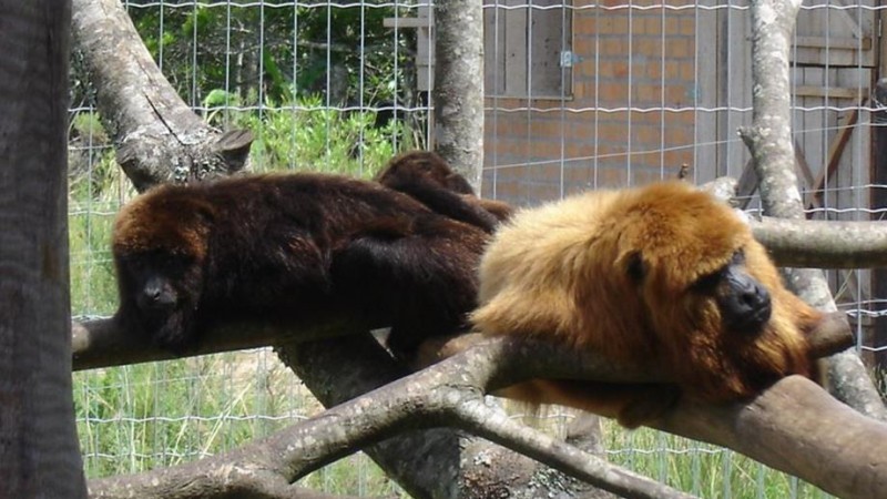 Casal de bugio-ruivo (Alouatta guariba clamitans) em cativeiro permanente no Mantenedouro de Fauna Silvestre Rinc&atilde;o do Araticum