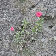 espécie alvo em flor