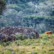 campos de altitude, floresta com araucária, pecuaria e taipa de pedra