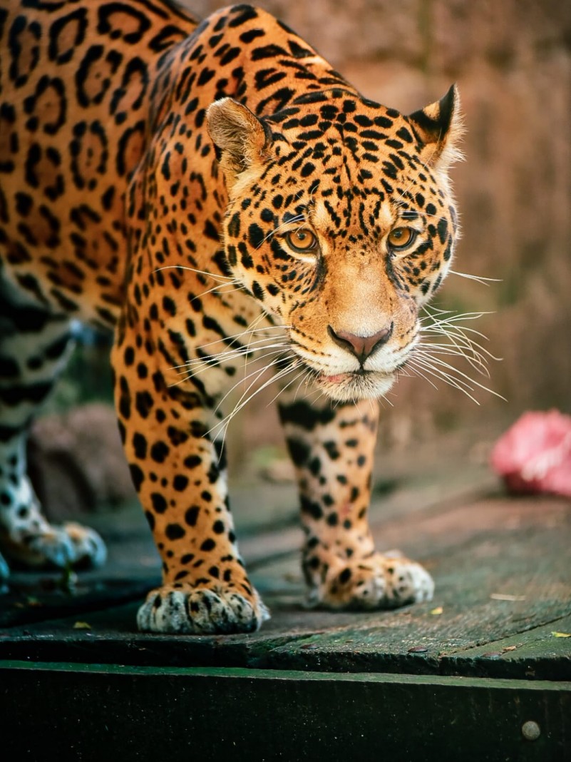 On&ccedil;a pintada